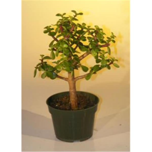 Paisaje Pre Bonsai Baby Jade Bonsai Tree - Portulacaria Afra - Medium PA2803662 - main